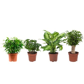 Combibox hippe kamerplanten (Ficus 'Green Kinky', Koffieplant, Dieffenbachia compacta, Ficus Natasja)("Ficus Green Kinky, Coffea Arabica,Dieffenbachia Compacta , Ficus Natasja)