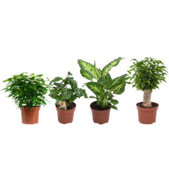 Combibox hippe kamerplanten (Ficus 'Green Kinky', Koffieplant, Dieffenbachia compacta, Ficus Natasja)("Ficus Green Kinky, Coffea Arabica,Dieffenbachia Compacta , Ficus Natasja)
