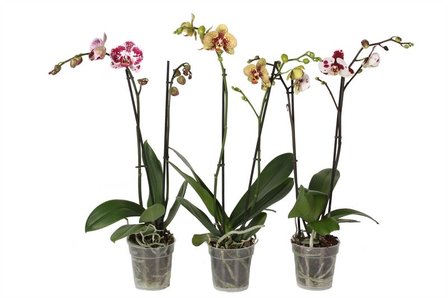 Phal Special Mix 2T14+ (PH4202L02A)