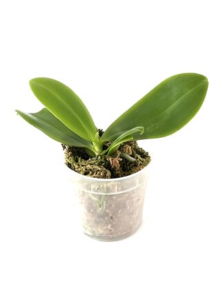 Phalaenopsis tetraspis x tetraspis var speciosa