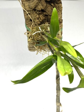 Dendrobium moniliforme x unicum
