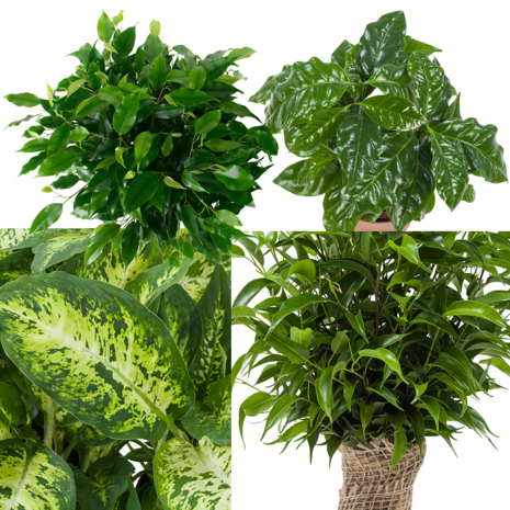 Combibox hippe kamerplanten (Ficus 'Green Kinky', Koffieplant, Dieffenbachia compacta, Ficus Natasja)(