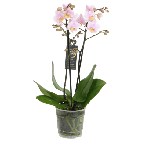 Amaglad (Phalaenopsis Amaglad)