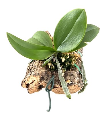 Phalaenopsis honghenensis x finley