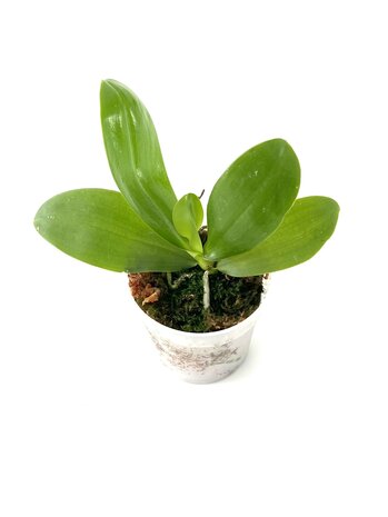 Phalaenopsis micholitzii