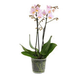 Amaglad (Phalaenopsis Amaglad)_
