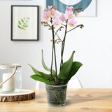 Amaglad (Phalaenopsis Amaglad)_