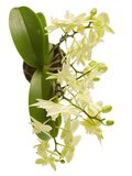 Phalaenopsis multiflora (Phalaenopsis multiflora yellow)_