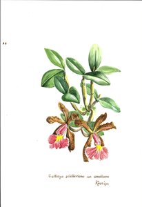 Cattleya schilleriana var. amaliana