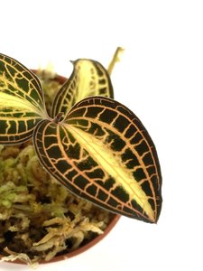 Anoectochilus siamensis white center pink/gold "jewel orchid"