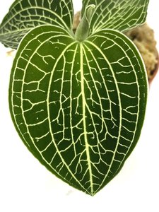 Anoectochilus siamensis  "jewel orchid"
