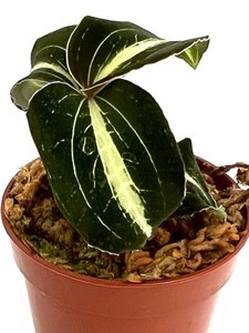 Anoectochilus hybride "jewel orchid"