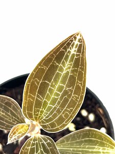 Goodyera reticulata "jewel orchid"