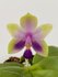Phalaenopsis violacea Malaysia pink x bellina coerulea_