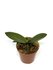 Phalaenopsis pulcherrinna alba x deliciosa_