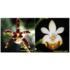 Phalaenopsis mannii ludo x lobbii_