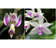 Phalaenopsis finleyi x fimbriata_