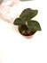 Anoectochilus chapaensis "jewel orchid"_