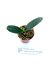 Bulbophyllum taiwanese_