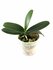 Phalaenopsis japonica_