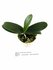Phalaenopsis japonica_
